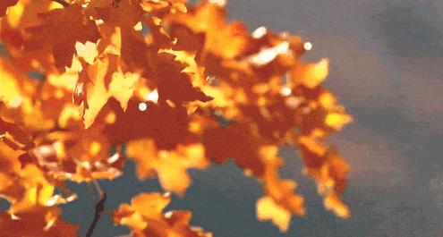 秋分的小知识有什么,今日秋分告诉孩子这些小知识