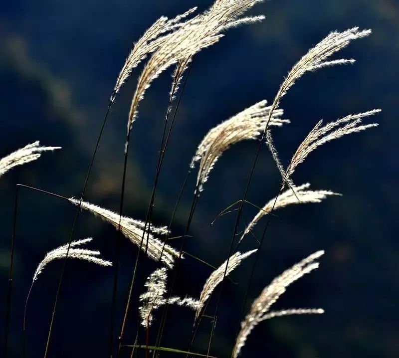 武都旅游景点大全,武都旅游线路