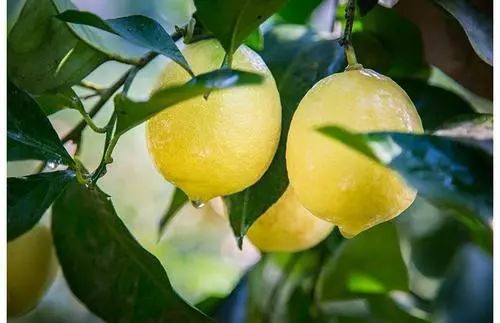 收藏！四川十二月月月hei惊艳