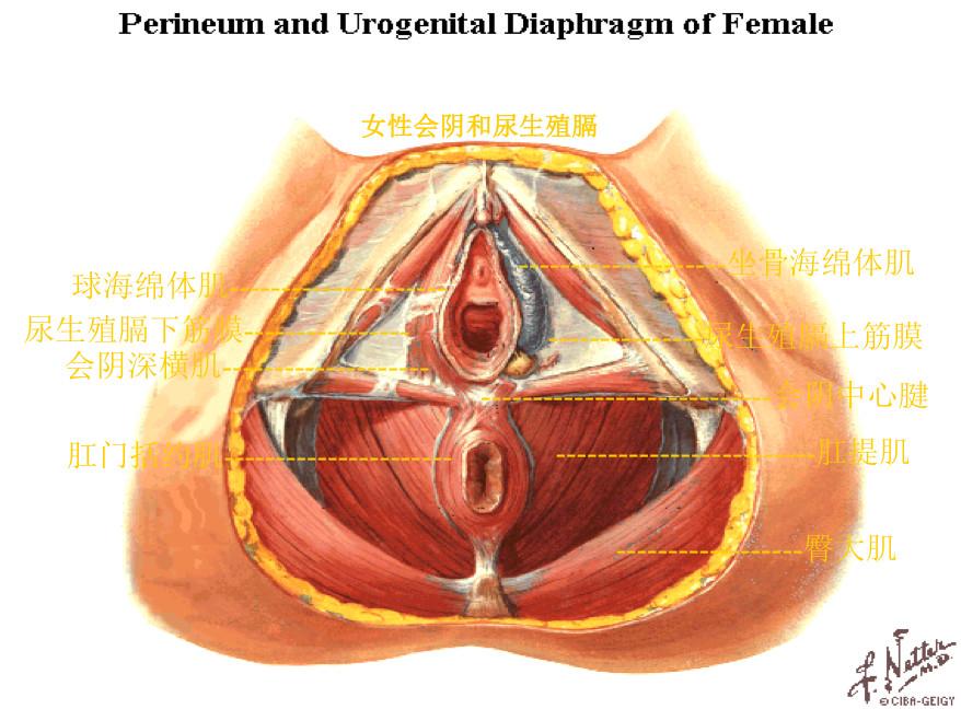 笑尿了也是一种病听听专家怎么说,笑尿了具体是什么病