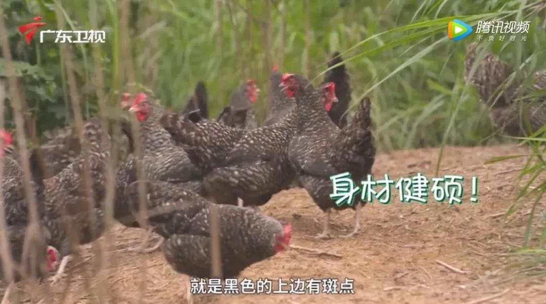 深山散养鸡哪里好吃,杂粮芦花鸡