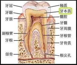 瑞士国民牙膏治牙敏感,牙齿酸用抗敏感牙膏有效