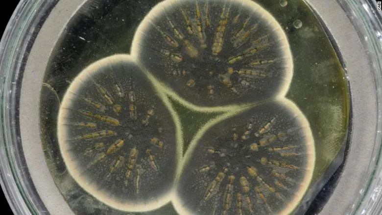 研究超级细菌,科学家研究超级细菌