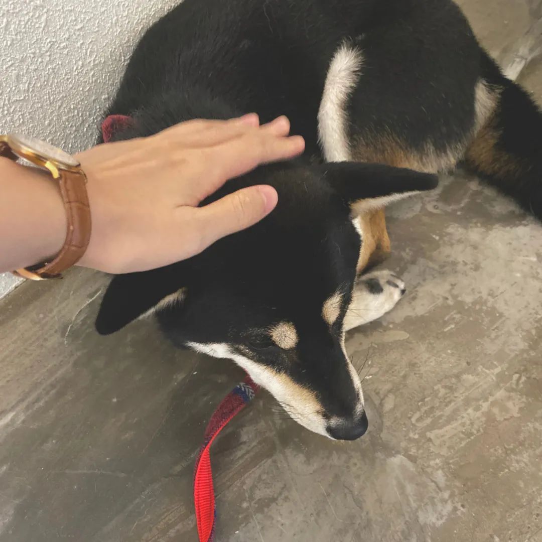 滨江西的新晋甜品店，一对情侣、两只柴犬守护着，超有爱