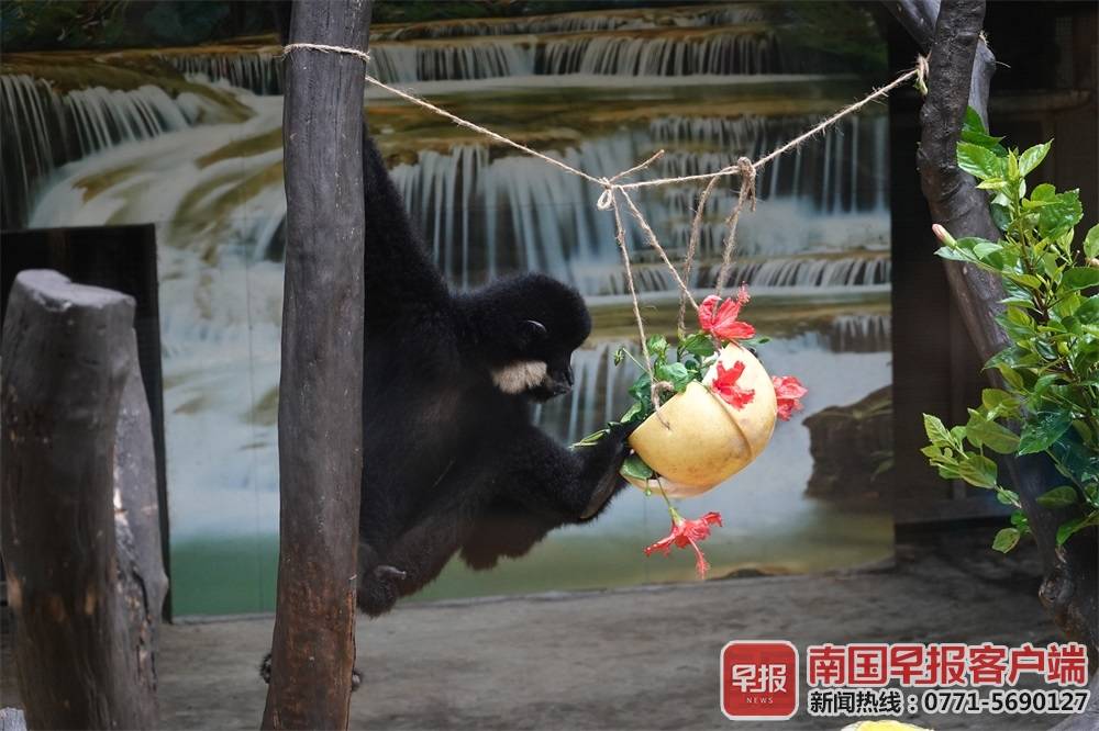 大熊猫三胞胎过中秋吃月饼,大熊猫三胞胎吃月饼庆中秋新闻