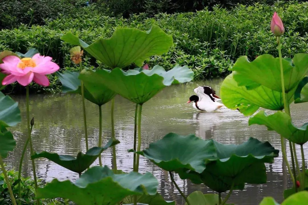 青白江足球场推荐,青白江特色风景