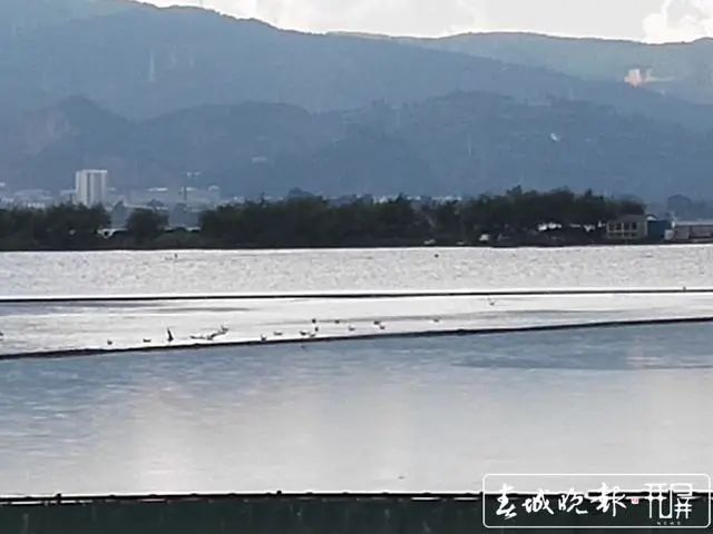 西伯利亚红嘴鸥携带病毒,红嘴鸥迁徙会携带病毒吗