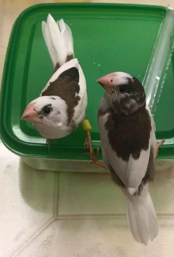 “似乎它从来都没有真正离开过”：和宠物告别的25个时刻