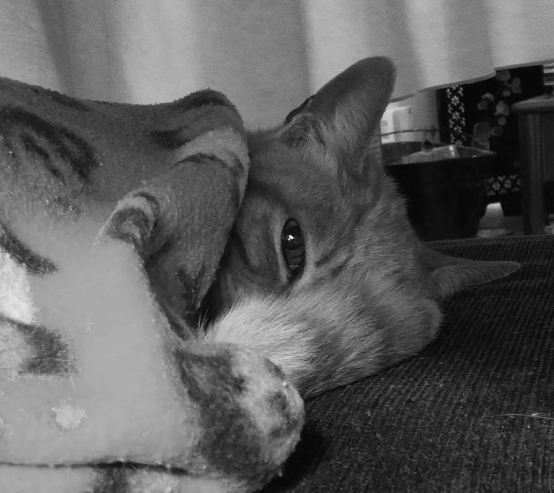 “似乎它从来都没有真正离开过”：和宠物告别的25个时刻