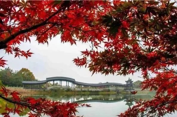 传说中的枫叶,传说中的光雾山红叶