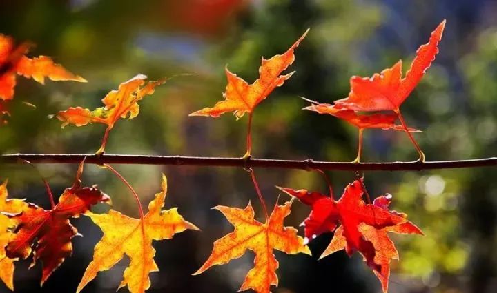 赏秋小众景点推荐,川西赏秋旅游景点