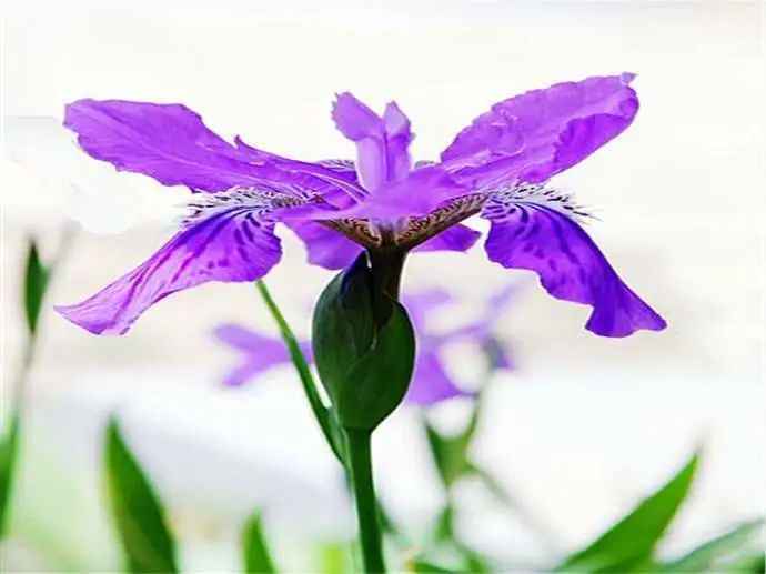 抗老真相,抗老的真相