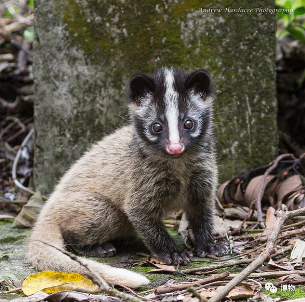 2003年非典是因为果子狸吗,非典与果子狸有关吗