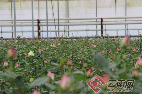 绿色发展看青海,绿色发展看福建