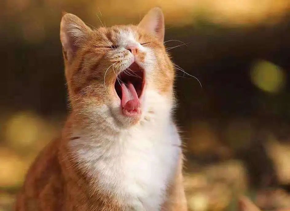 戴口罩闻不见口臭是口源性口臭么,戴上口罩口臭