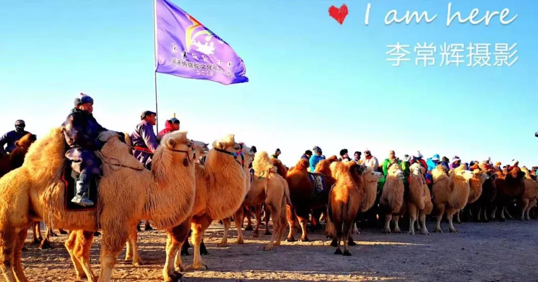 额济纳旗骆驼节,额济纳旗第三届骆驼那达慕