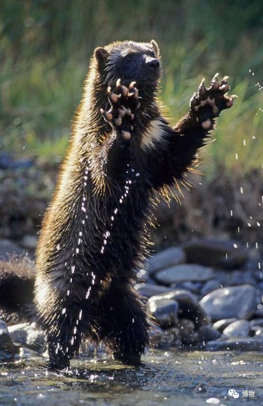 大蟒蛇跟蜜獾,蜜獾捕食大蟒蛇