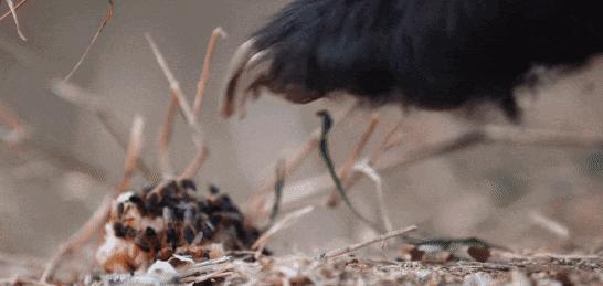 大蟒蛇跟蜜獾,蜜獾捕食大蟒蛇