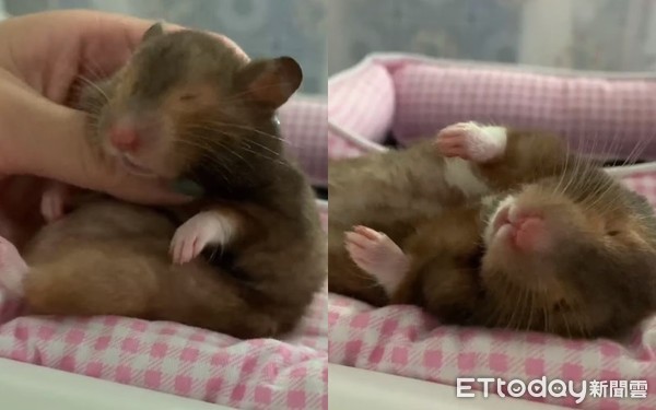 昨晚喝太多!鼠宝睡成黑糖Q麻糬 「扶起又软掉」坚持赖床