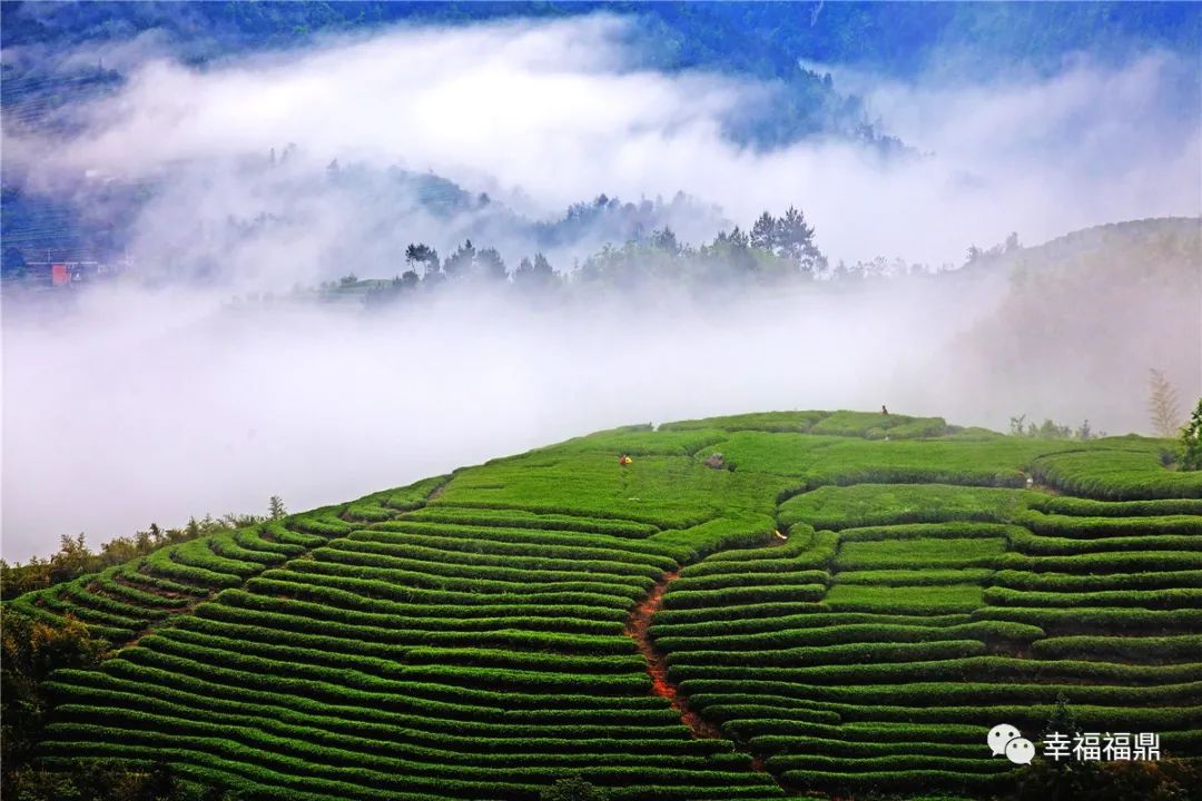 前国家队明星,福鼎足球赛