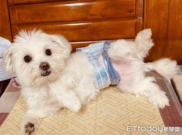 狗窝腿中享受「谜之抓抓」！表情爽到*天升**　网笑惨：阿嬷是*江老**湖