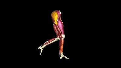 大腿肌肉严重萎缩,肌肉细胞萎缩