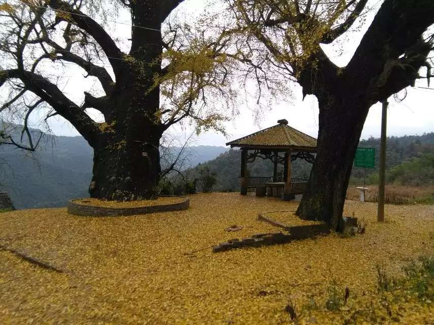 浏阳千年古银杏,湖南浏阳市银杏树