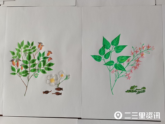 各种中药的画法,珍贵的中草药手绘图文