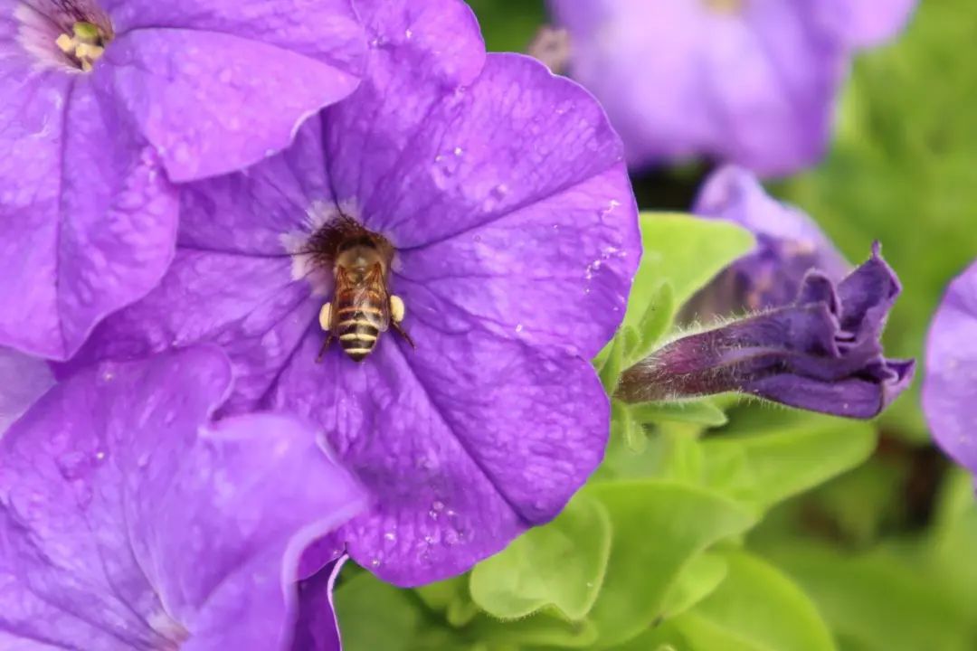 清北现在的情况,清北最新消息