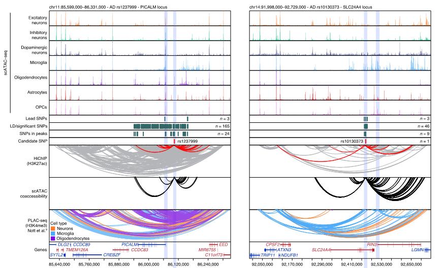 「长文解读」NatGenet︱阿尔茨海默症和帕金森病的单核苷酸多态性研究,揭示两种疾病的遗传风险位点的变异