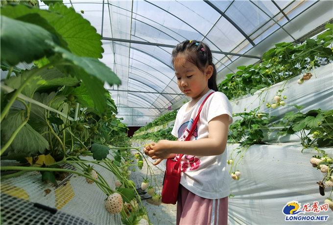 历城草莓种植技术,溧水洪蓝果园