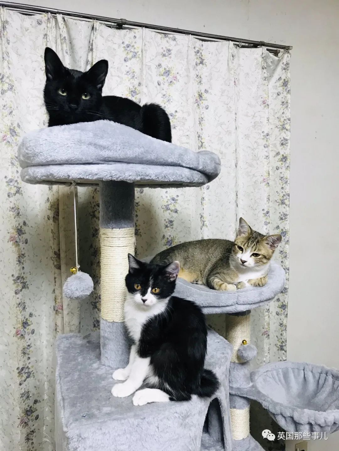 多猫家庭猫咪也会尿闭吗,多猫家庭为什么不能洗澡