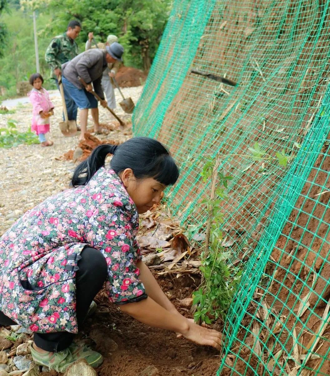 西盟“眼”：美丽乡村的“宠儿”——牵牛花