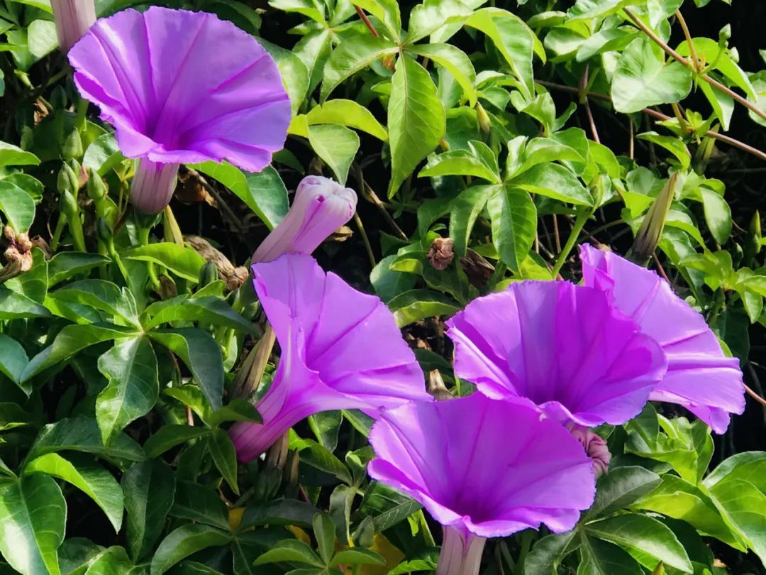 西盟“眼”:美丽乡村的“宠儿”——牵牛花