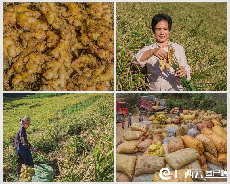 西林火姜种植基地,33万亩辣椒助农增收