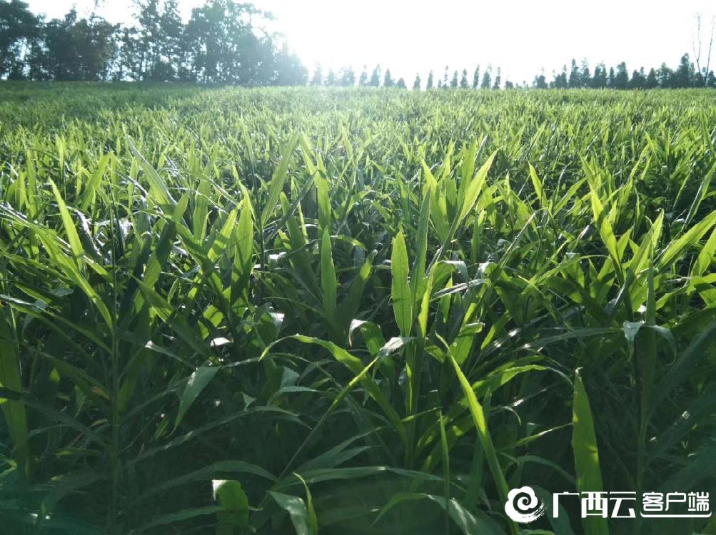 西林火姜种植基地,33万亩辣椒助农增收