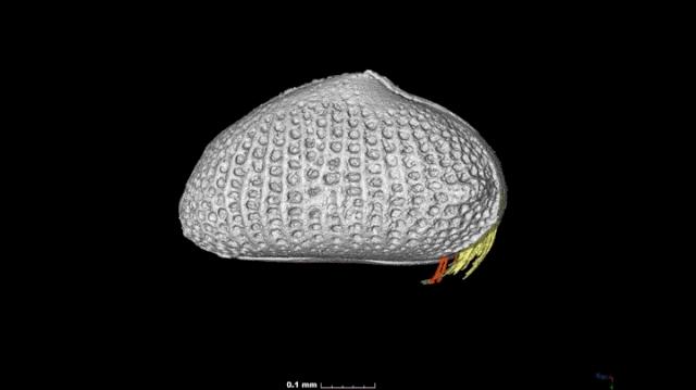 科学家发现上亿年前的信号,科学家发现精子质量