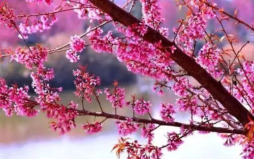 昆明春城风光秀,昆明春城秀小视频