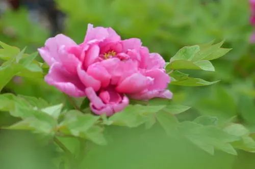 昆明春城风光秀,昆明春城秀小视频