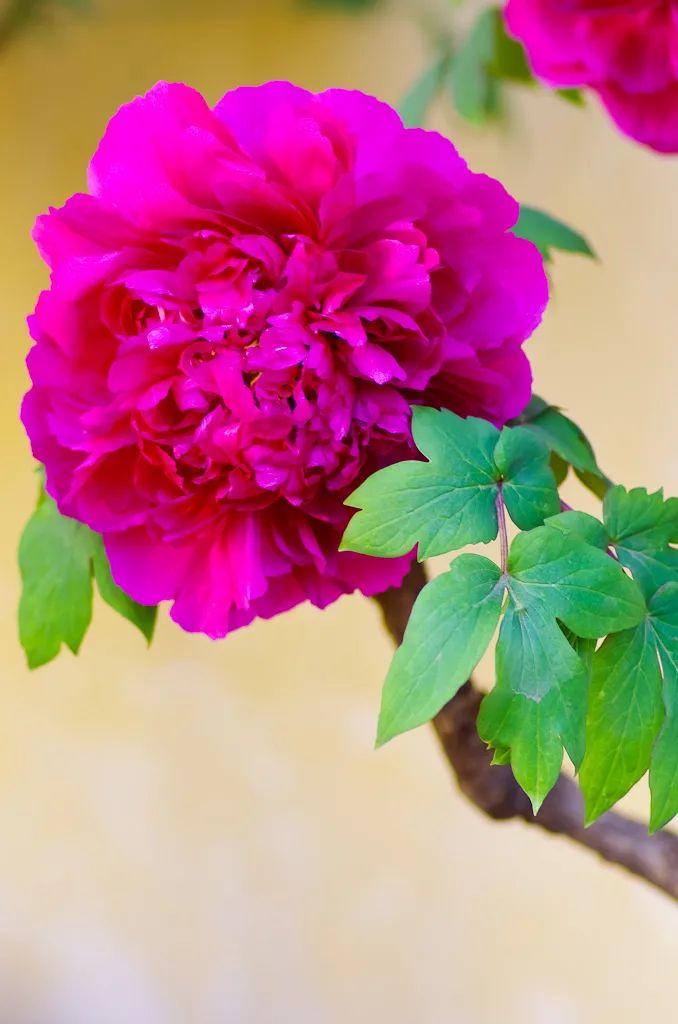 昆明春城风光秀,昆明春城秀小视频