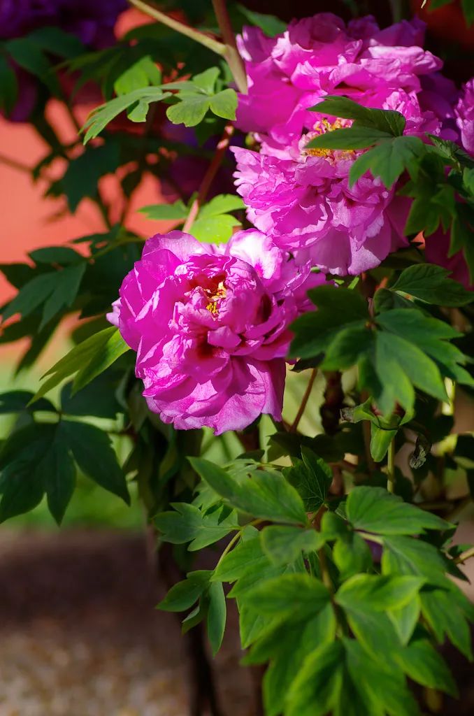 昆明春城风光秀,昆明春城秀小视频