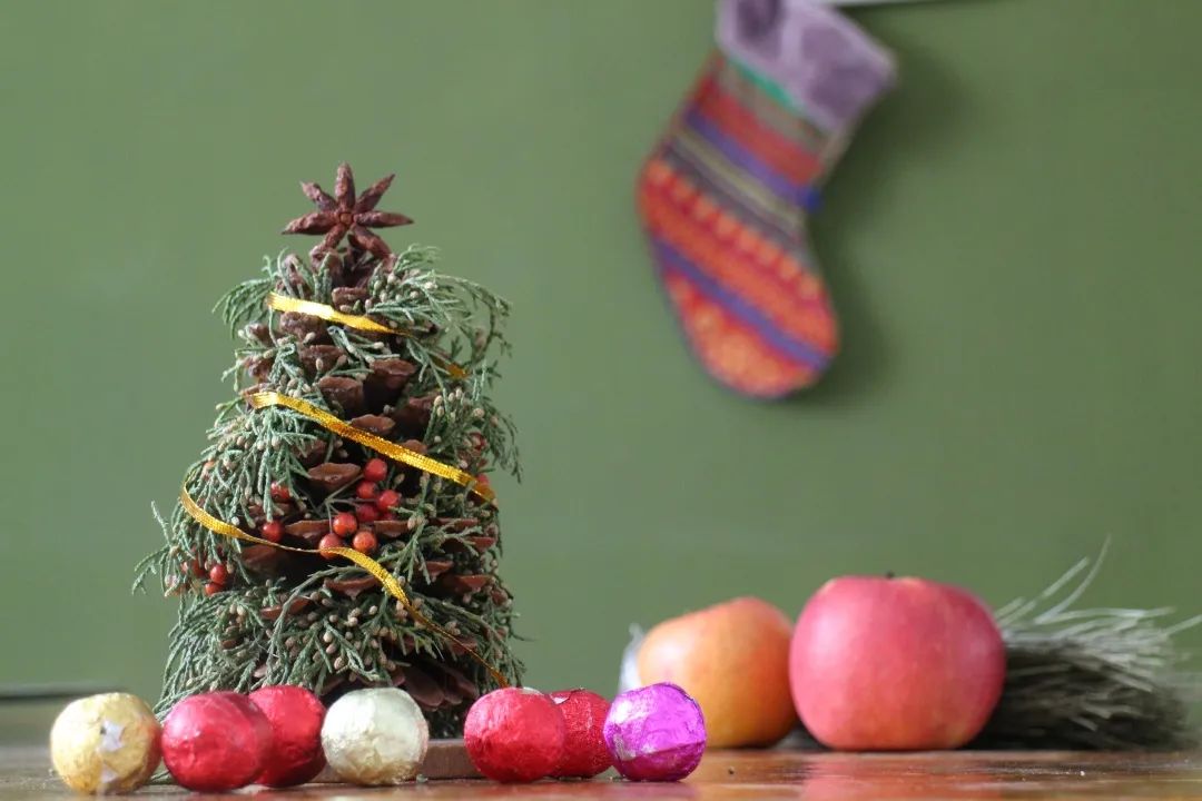 科普植物的用处,科普植物活动