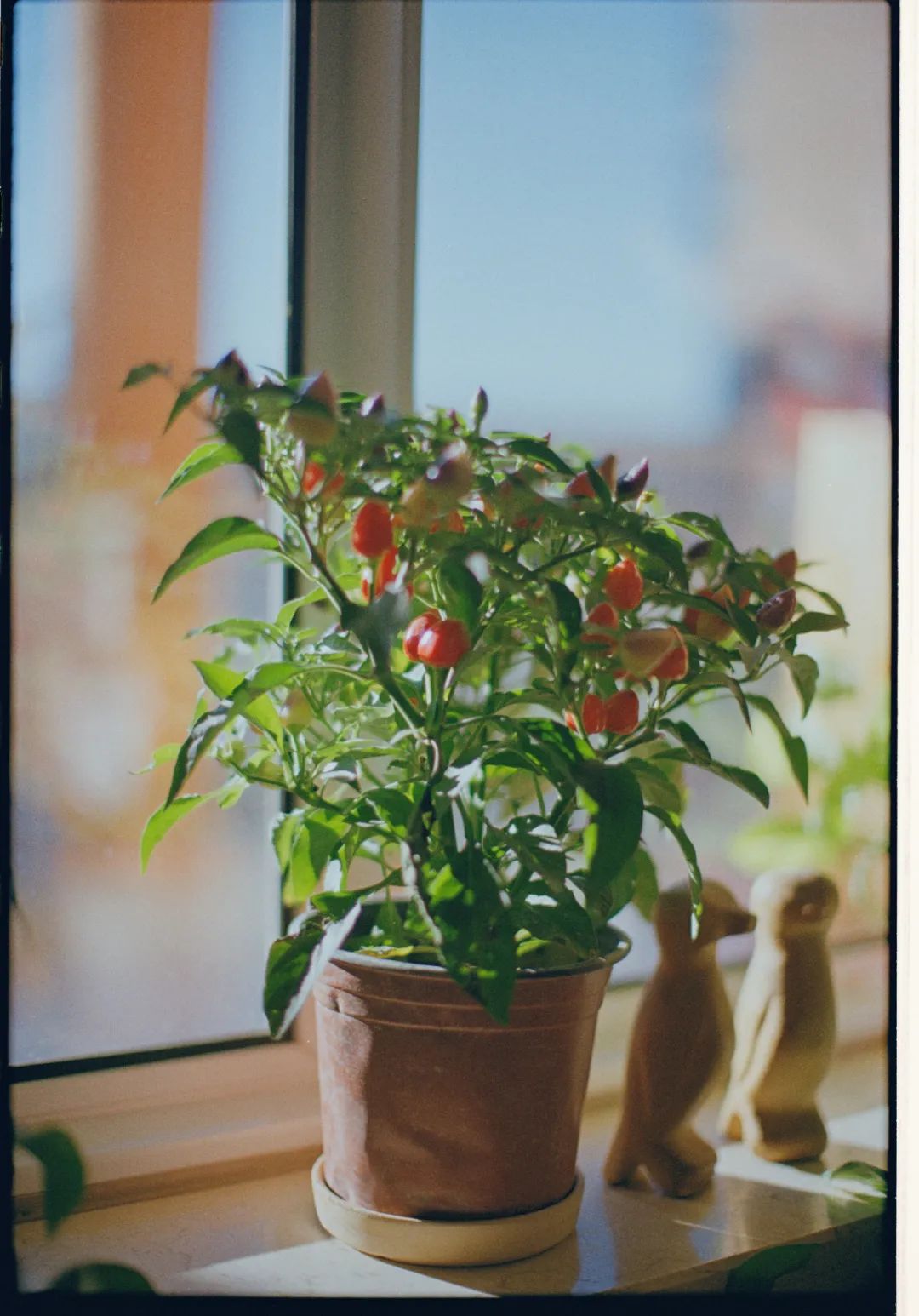 小倩摄影师,摄影师小倩