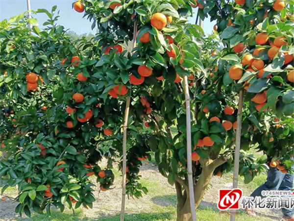 “柑”愿苍生享美味——怀化柑橘品改见闻录
