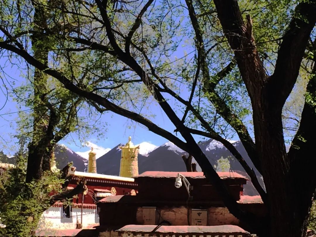 比亚迪腾势x,比亚迪纯牛图片