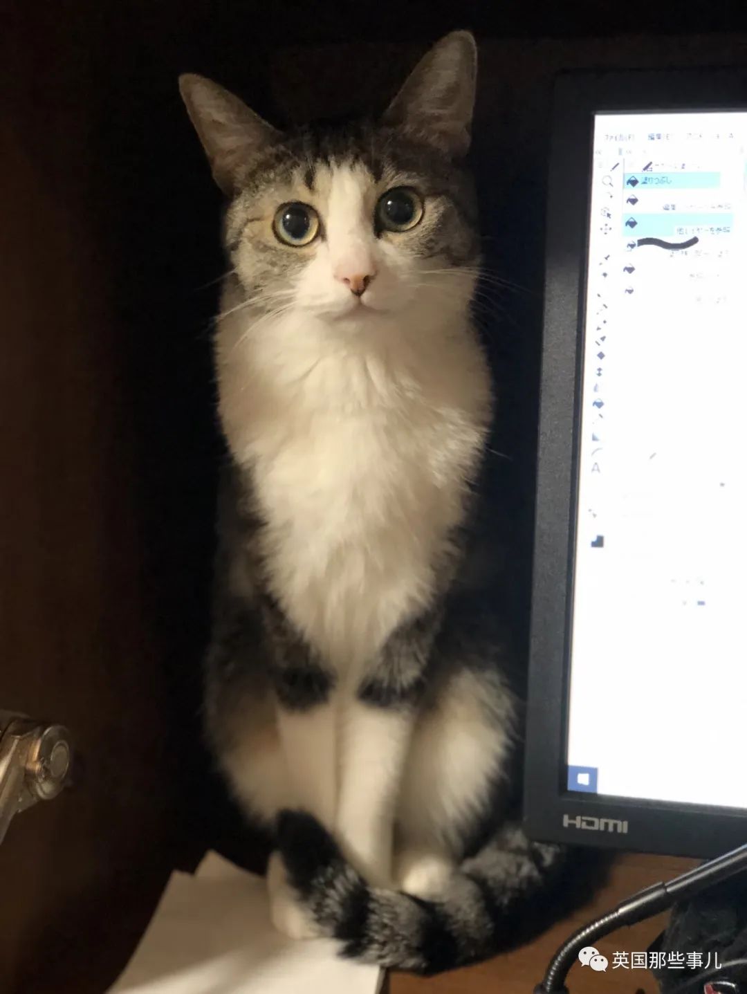 捡到小奶猫变身成男神,捡回来的小奶猫