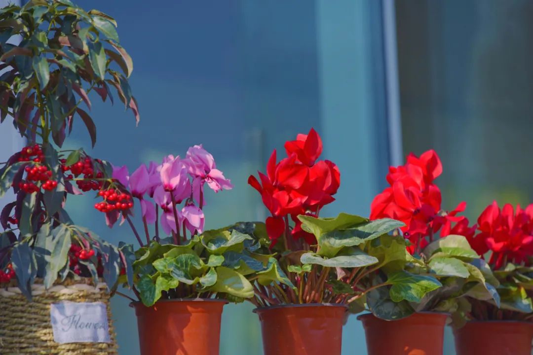 逛花市赏花灯,逛新春花市