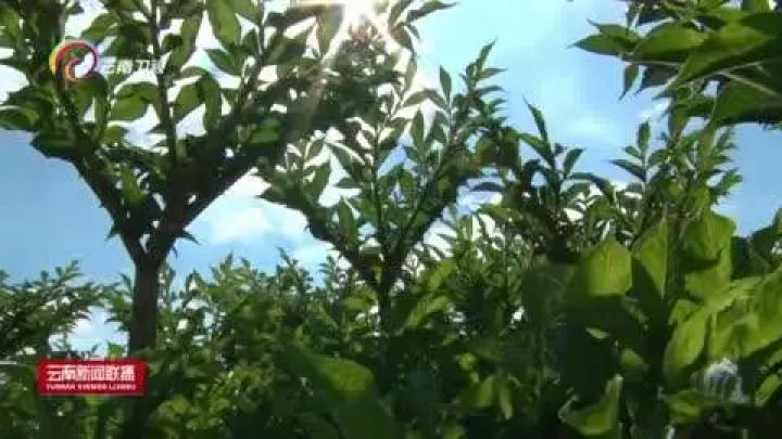 富源魔芋大县打造魔芋产业,富源县富源村魔芋基地