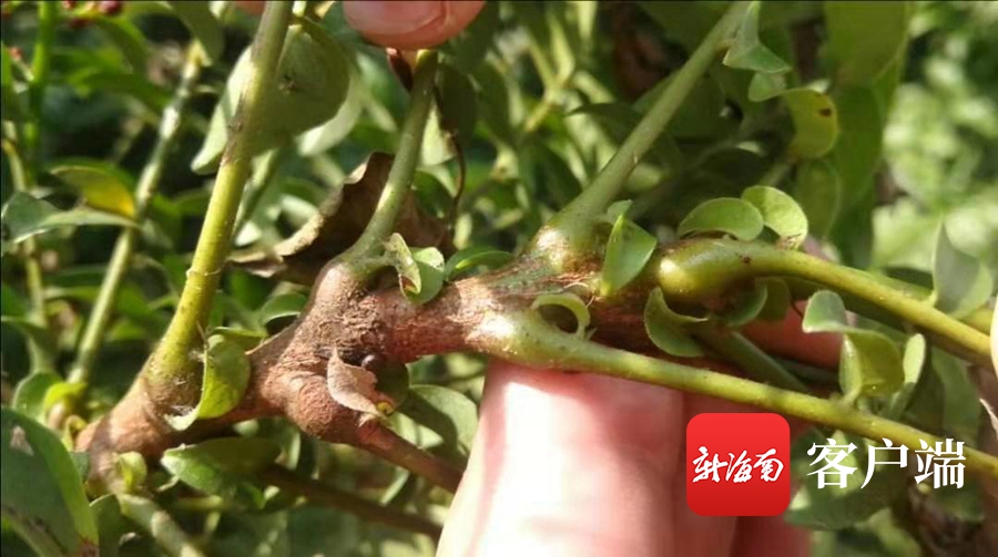 海南稀有物种有哪些,海南濒危植物