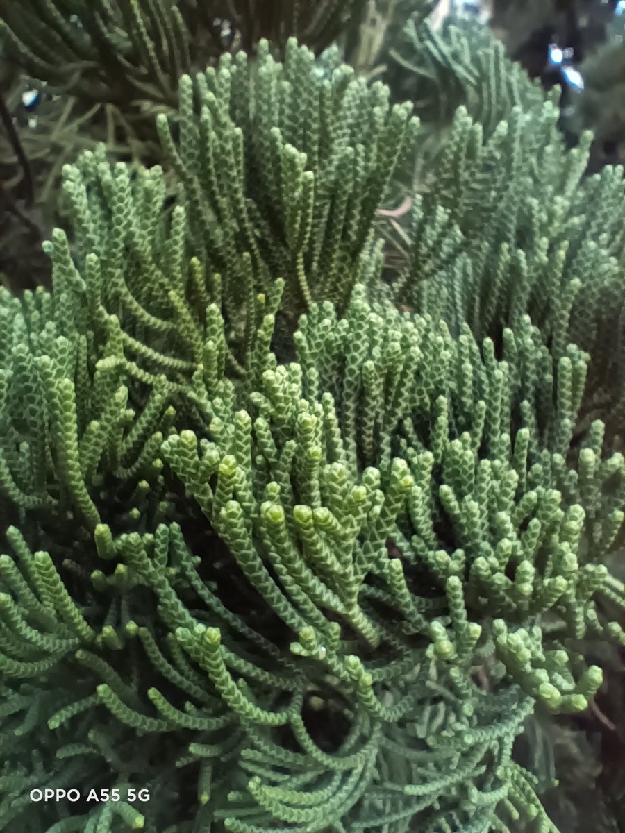 oppoa55测评充满电多久,oppoA55测评跑分